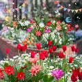 Red Easter Cactus Live Plant, Hardy Perennial Easter Cactus, Vibrant Pink Blooming Spring Cactus, Indoor Houseplant, Flowering Holiday Cactus, 4–6 Inch Tall