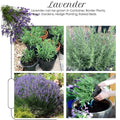 2 French Lavender Plants Live Outdoor Indoor, in 4" Pots, Cold Hardy Fragrant Perennial Herb for Garden and Landscape, 4-8 Inch Tall