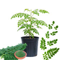 Moringa Tree Plant Live Moringa Plant for Garden, 4 Inc Pot, Moringa Oleifera Plant, Herb Garden