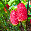 5 Shampoo Ginger Rhizomes, Live Awapuhi Ginger Roots for Planting, Zingiber Zerumbet Pinecone Ginger