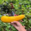 2 Zucchini Plants Live, Yellow Squash Zucchini in 4 Inches Pot, 4-6 Inches Tall, Summer Squash Plant for Planting Outdoor