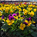 Rare Pansy Assorted Flowers Plant Live, Multicolor Pansies for Outdoor Growing, Pansy Plant in 4'' Pot
