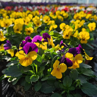 Rare Pansy Assorted Flowers Plant Live, Multicolor Pansies for Outdoor Growing, Pansy Plant in 4'' Pot