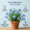 4 Plumbago Plants Live, 4-7 Inches Flowering Plumbago for Outdoor Garden, Tropical Shrub Plant for Landscape, Borders or Patio Containers (Blue Plumbago)
