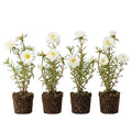 4 Portulaca Plants Live, Moss Rose Flower Plant for Outdoor Garden, Ground Cover Plant for Patio Containers, Borders or Landscape 4-7 Inches (White)