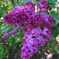 Dark Purple Lilac Tree Live Plant for Planting, Lilac Bush Shrub, 6 to 9 Inches Tall, Fragrant Flowers