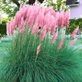 Pampas Grass Plant Live in 2.5" Pot, Ornamental Grass Live Plant for Planting Indoor Outdoor (Pink Pampas Grass)