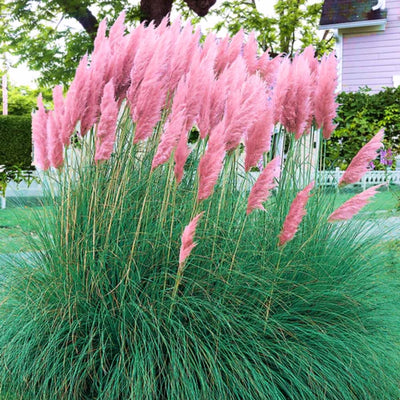 Pampas Grass Plant Live in 2.5" Pot, Ornamental Grass Live Plant for Planting Indoor Outdoor (Pink Pampas Grass)