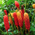 6 Rhizomes Awapuhi Shampoo Ginger Roots 1 Year Old, Fresh Red Ginger Rhizomes Oudoor Planting, Pinecone Zerumbet Zingiber, Ginger Lily Flowers