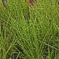Yellow Gold Ornamental Grasses Live Plants Perennial, Maiden Grass Perennial, Live Miscanthus Grass Plant, 5 to 10 Inc Tall