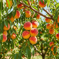 Peach Tree Live, Sweet Peach Tree, Fast Growing Fruit Trees, 1-2 Ft Tall