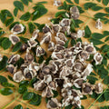Moringa Tree Live Plant, Moringa Plant, Malunggay Trees Live Plants, 4-8 Inches Tall, Indoor Outdoor Growing