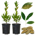 Bay Leaf Plant, Bay Laurel Tree Live Plant, 1 Year Old Laurus Nobilis, 8"-10" from Bottom Pot, Fragrant, Zone 8-11 for Indoor Outdoor Planting