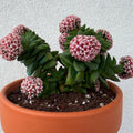 Crassula Springtime Live Planting Indoor, Rare Succulent Plant Fully Rooted in 2 Inc Pot