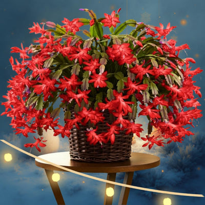 Thanksgiving Cactus Plants Live in 4" Pot, Holiday Christmas Cactus, Colorful Indoor Houseplant, Zygocactus Like, Ready to Bloom (Red)