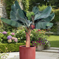 Live Dwarf Cavendish Banana Plant, Dwarf Banana Fruit Plant, Tropical Fruit Tree 4-7 Inch Tall, Ready to Grow, No Pot