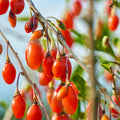 Red Goji Berry Plant Live, Red Berry Fruit Tree, 2-3 Ft Tall