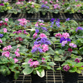 2 Random African Violet Plant Live, White Violet Flower, 3-5 Inches Tall