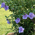 Hibiscus Rose of Sharon Plant Live, 4" Potted Althea Syriacus Flowers for Spring Planting, Hardy Shrub with Vibrant Blooms (Single Blue)