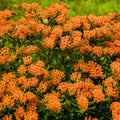 2 Orange Milkweed Plants Live Butterfly Asclepias Tuberosa, Wildflowers Perennial Bush, Swamp Common Plant, 5-9" in Tall, No Pot