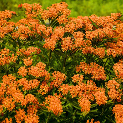 2 Orange Milkweed Plants Live Butterfly Asclepias Tuberosa, Wildflowers Perennial Bush, Swamp Common Plant, 5-9" in Tall, No Pot
