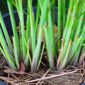 10 Perennial Lemon Grass Plants Live, Lemongrass Plants Stalks, Ready to Plant Herb, Size 5-9" in Tall, Well Rooted for Planting Outdoor, Full Sun