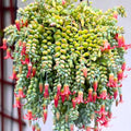 Cotyledon Pendens Succulent Live Plant in 6 Inch Pot, Trailing Succulent Plant Live Houseplant, Cotyledon Pendens Plant