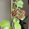Hoya Kerrii Heart Plant Live, Hoya Plants Live Houseplants for Indoor Outdoor Garden Planting, Large Plants