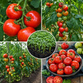 2PPP Large Fruit Tomato Plants Live, Garden Vegetable Plant, 5-8'' Tall