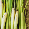 8 Lemon Grass Live Plants Stalks, Perennial Herb Plants, Lemongrass Plant for Gardening Outdoors Indoors 5 and 7 Inches Tall, Ready to Plant