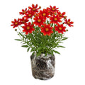 Red Coreopsis Plant Live, 3-5 Inch Tall, Hardy Red Tickseed Flower Plant, Flowering Perennial Garden and Patio, No Pot
