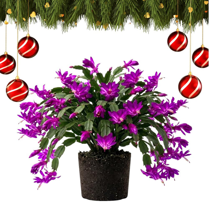 Purple True Christmas Cactus Live Plant, Desk Shelf Plant, 4-6 Inch Tall