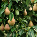 Pear Tree Live Plant, Pear Edible Fruit Tree, 10-18 Inch Tall