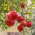 4 Sweet Pomegranate Trees Live Plants, Zones 7-10 Growing, Well-Rooted, 5-9 Inches Tall, Large Sweet Fruit for Your Garden