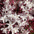 Fragrant Blooming Jasmine Plant Live Potted, Pink American Jasmine Flower Plant 5-12" for Garden and Patio Growing