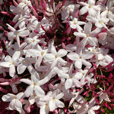 Fragrant Blooming Jasmine Plant Live Potted, Pink American Jasmine Flower Plant 5-12" for Garden and Patio Growing