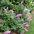 Pink Butterfly Bush Live Plant in 4 Inch Pot Planting Perennial Outdoors Garden Bush Shrub