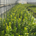 Bay Leaf Plant, Laurus Nobilis Bay Leaf Tree Live Plant, Laurel Plants Live, 8 to 10 Inc Tall