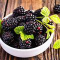 Chester Thornless BlackBerry Plants Live for Planting, 8 Months Old BlackBerry Fruit Tree for Growing Outdoor, High Yielding, Dormant in Winter