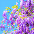Purple Wisteria Tree Live Plant in 2.5 Inch Pot Size, Wisteria Tree Live Plant for Planting Outdoors