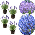 4 Lavender Plants Live Starter Plants Plugs 1-3" in Tall, Hardy Perennial Lavender for Garden and Landscape with Fragrant Purple Blooms, No Pot (Provence)