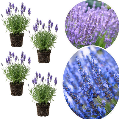 4 Lavender Plants Live Starter Plants Plugs 1-3" in Tall, Hardy Perennial Lavender for Garden and Landscape with Fragrant Purple Blooms, No Pot (Provence)