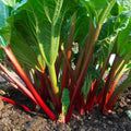 Rhubarb Plant for Planting, Red Rhubarb Root Plant, Well Rooted, 4-6 Inc, Cold Hardy Perennial Vegetable for Indoor Outdoor Garden