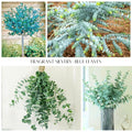 Baby Blue Eucalyptus Plant Live Potted 2.5 Inc, Fragrant Eucalyptus Tree Starter, Well Rooted for Planting