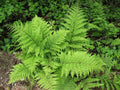 10 Roots of Fern Plants Live, Lady Fern Live Plant Indoors, 3 to 5 Inc in Height, No Plant