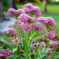 Set 4 Mix Milkweed Plants Live, Milkweed Flower Live Plant for Outdoor Indoor Gardening, Well Rooted, 4''