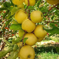 Live Gold Apple Tree Plant