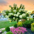 Well-Rooted Hydrangea Live Plant in 2.5 Inch Pot, Hydrangea Tree Shrub Bush Perennial Outdoor Planting (Green)