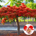 Red Flamboyant Tree Live Plant, 3 Months Old Seedling Royal Poinciana Tree for Planting, Hardy, Dormant in Winter, Jacaranda Like