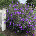 06 Mexican Petunias Live Plants for Spring Planting, 4-6" Well Rooted for Outdoor Growing, No Pot, (Purple Petunia)